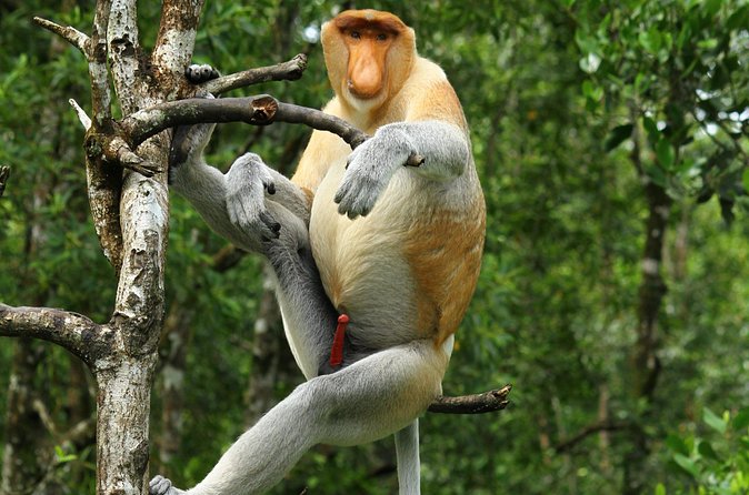 Day Trip Sepilok Orang Utan & Proboscis Monkey (Flight Excluded) - The main drawbacks to plan around