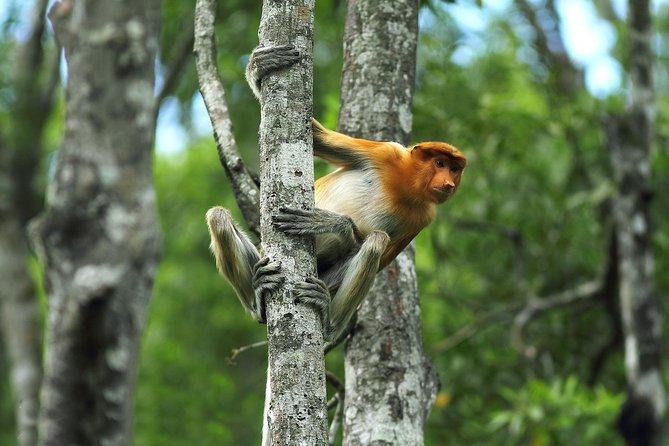 Day Trip Sepilok Orang Utan & Proboscis Monkey (Flight Excluded) - Sepilok and the orangutan feeding platform