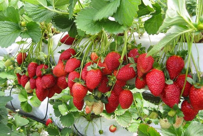 Day Trip to Cameron Highlands: Nature Escape from Kuala Lumpur - Ringlet, Habu, and the farming belt