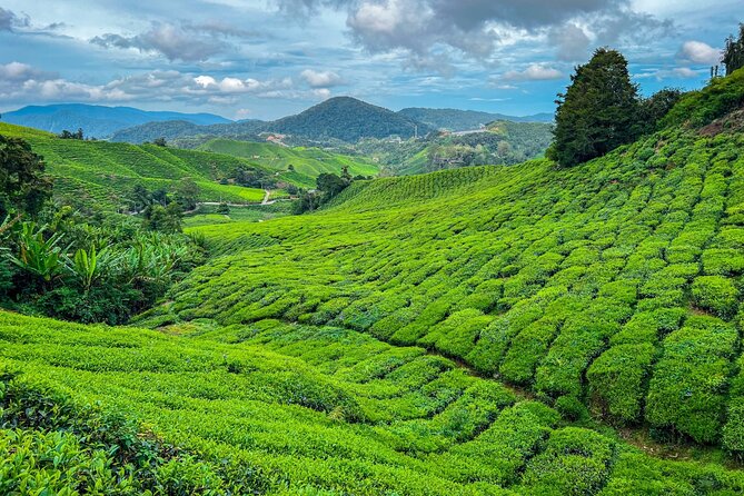 Elevate Your Senses: A Day of Wonders in Cameron Highlands! - Key points at a glance