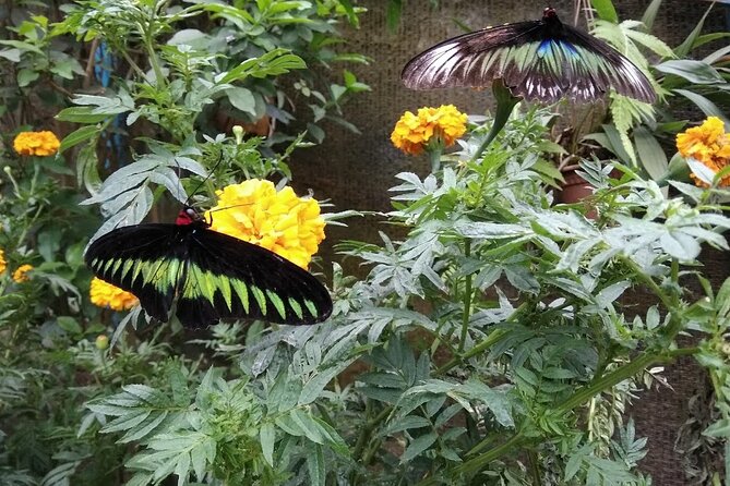 Elevate Your Senses: A Day of Wonders in Cameron Highlands! - Butterfly Garden: a colorful first stop