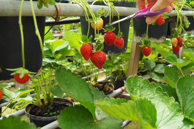Elevate Your Senses: A Day of Wonders in Cameron Highlands! - Agro Market: finish with local produce