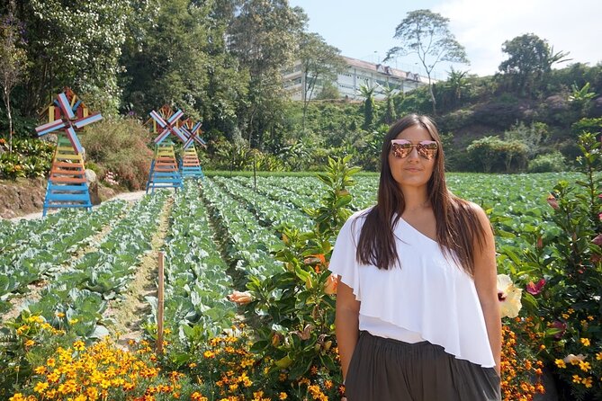 Elevate Your Senses: A Day of Wonders in Cameron Highlands! - Cameron Bharat Tea Estate and the view that defines the region