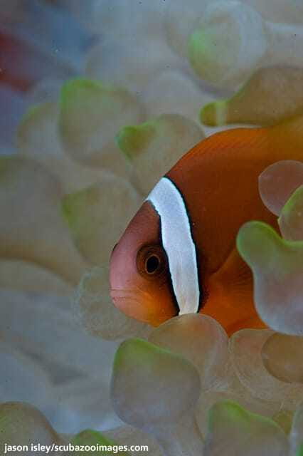 Enjoy 3 Fun Dives in Kota Kinabalu | Certified Divers - Key points to know before you book
