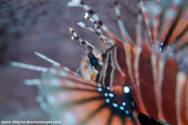 Enjoy 3 Fun Dives in Kota Kinabalu | Certified Divers - First session: getting comfortable in the park