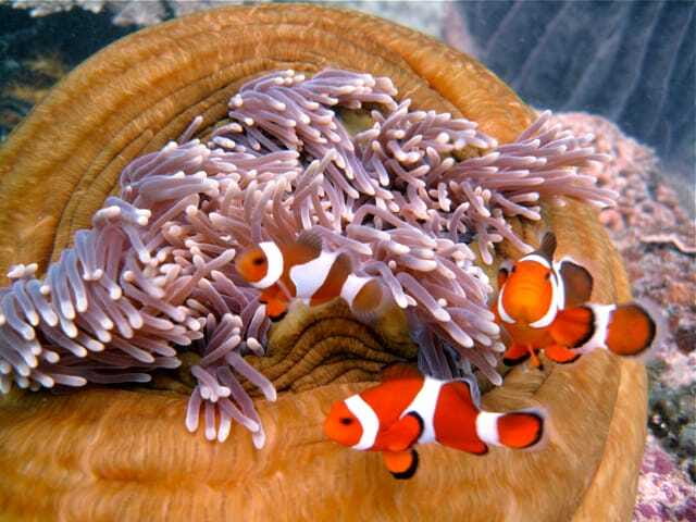 Enjoy 3 Fun Dives in Kota Kinabalu | Certified Divers - What the $112 price really covers