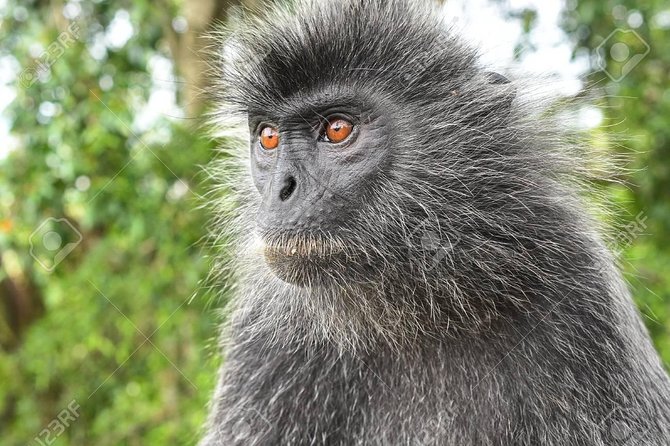 Fireflies Cruise with Batu Cave Visit and Seafood Dinner - Batu Caves and its 272 temple steps