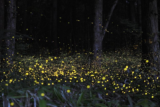 Fireflies Cruise with Batu Cave Visit and Seafood Dinner - Seafood dinner beside the Kuala Selangor river