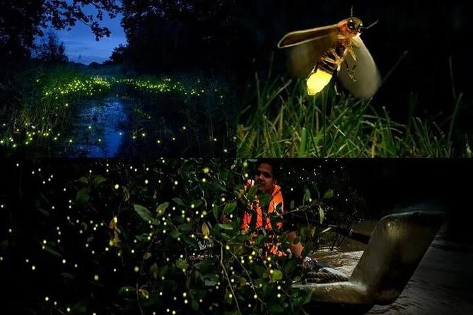 Fireflies & Silver leaf monkey Gazing tour - Key details before you book
