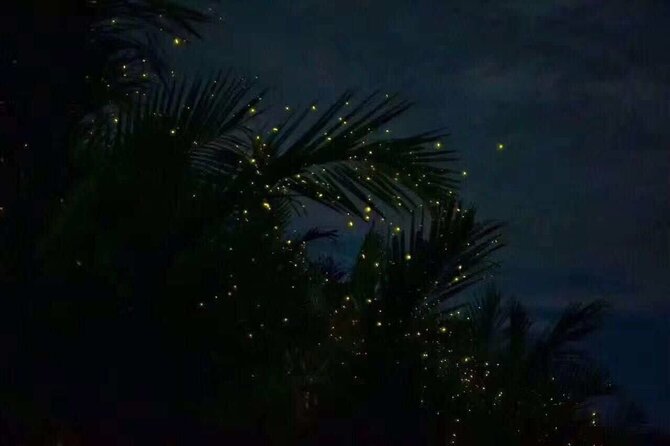 Fireflies & Silver leaf monkey Gazing tour - Meeting the silver leaf monkeys at Bukit Melawati