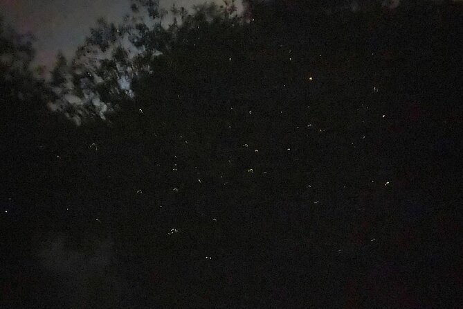Fireflies & Silver leaf monkey Gazing tour - Eagle feeding and dinner by the water