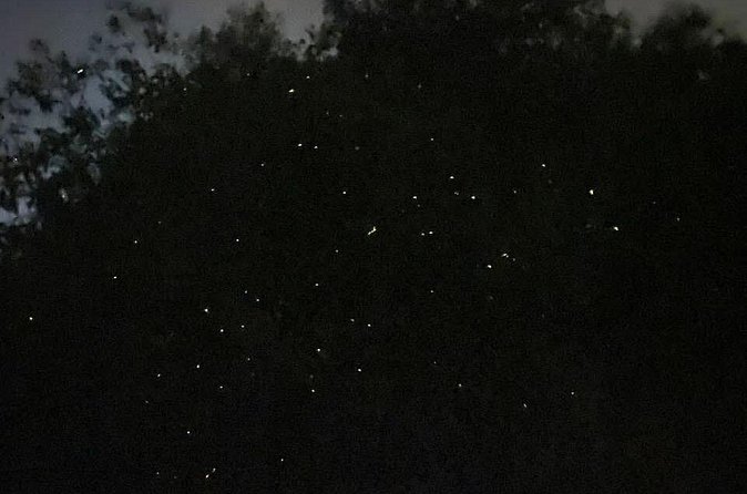 Fireflies & Silver leaf monkey Gazing tour - How the guides affect the experience