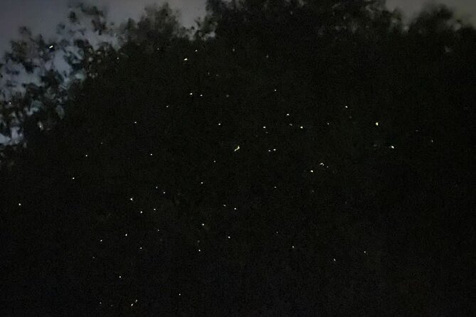 Fireflies & Silver leaf monkey Gazing tour - Booking, weather, and cancellation points