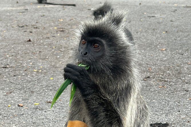 Fireflies & Silver leaf monkey Gazing tour - The long ride to the firefly park