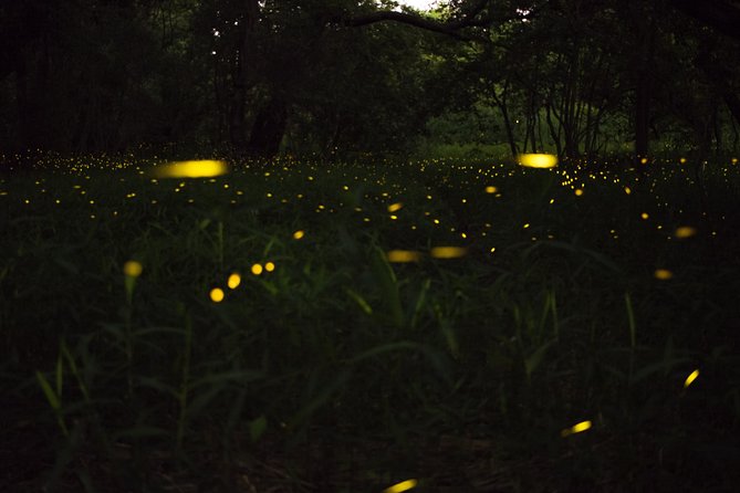 Fireflies Tour in Cherating - What the Cherating firefly cruise is really like
