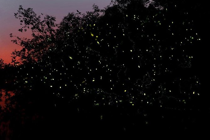Firefly Tour Johor Bahru@Kota Tinggi Firefly Park - Key points to know before booking