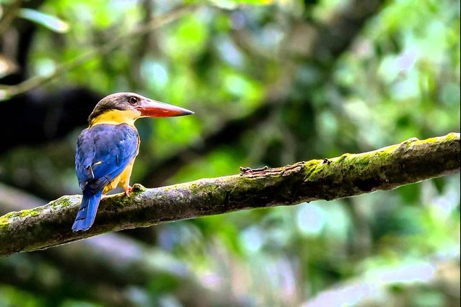 Fraser's Hill Bird-Watching & Nature Sightseeing Tour from Kuala Lumpur - Why an early Fraser’s Hill start makes sense
