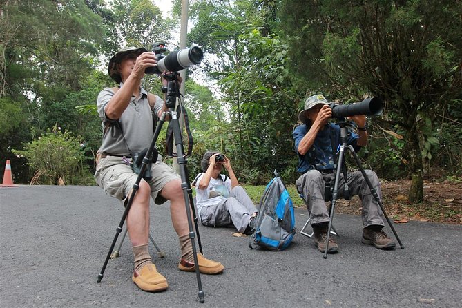 Fraser's Hill Bird-Watching & Nature Sightseeing Tour from Kuala Lumpur - Bird watching on a two-hour nature trail