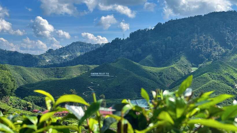 From Kuala Lumpur: Cameron Highlands Day Tour with Lunch - Key points to know before booking