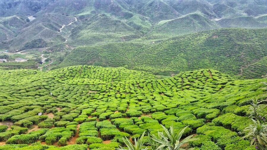 From Kuala Lumpur: Cameron Highlands Day Tour with Lunch - What the guides add to a busy schedule