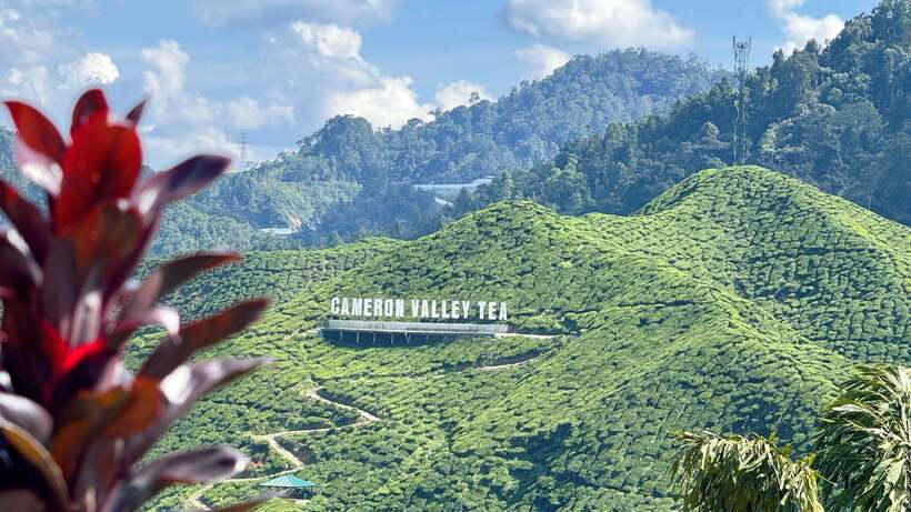 From Kuala Lumpur: Cameron Highlands Day Tour with Lunch - Why Cameron Highlands makes a worthwhile escape from Kuala Lumpur