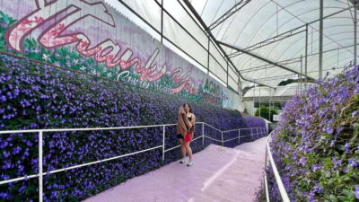 Cameron Highlands Day Tour with Lunch