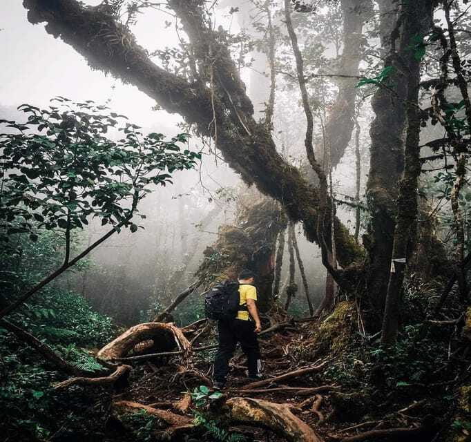 From Kuala Lumpur: Cameron Highlands Day Trip with Transfers - What the $118 price really covers