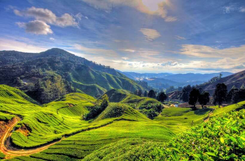 From Kuala Lumpur: Cameron Highlands Full-Day Tour - Key points at a glance