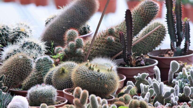 From Kuala Lumpur: Cameron Highlands Full-Day Tour - Kea Farm and the highlands produce market