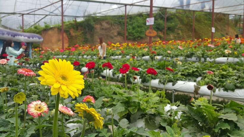 From Kuala Lumpur: Cameron Highlands Full-Day Tour - Why Cameron Highlands makes a worthwhile day trip