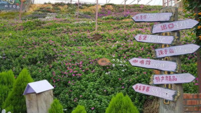 Cameron Highlands Full-Day Tour