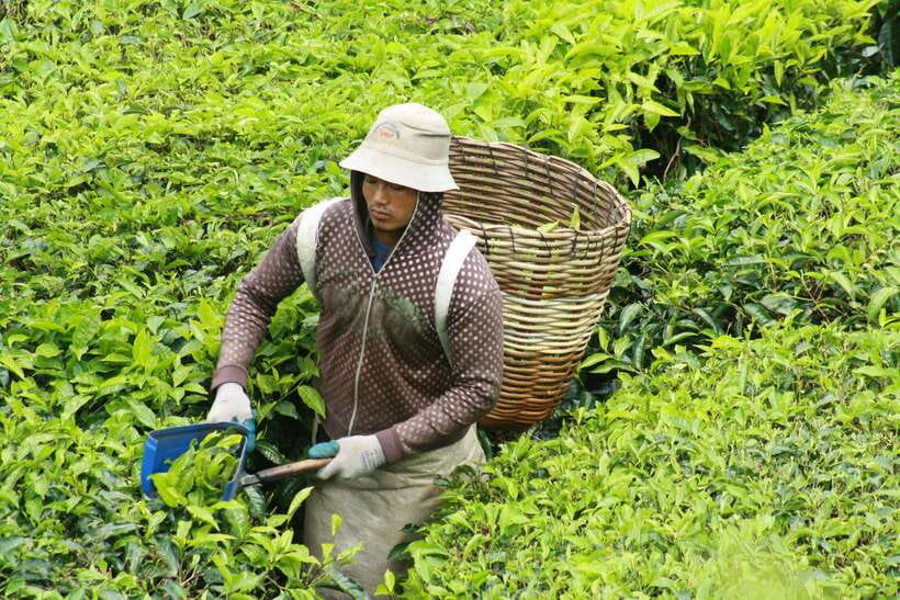 From Kuala Lumpur: Cameron Highlands Full-Day Tour - The Orang Asli village and a glimpse of local culture