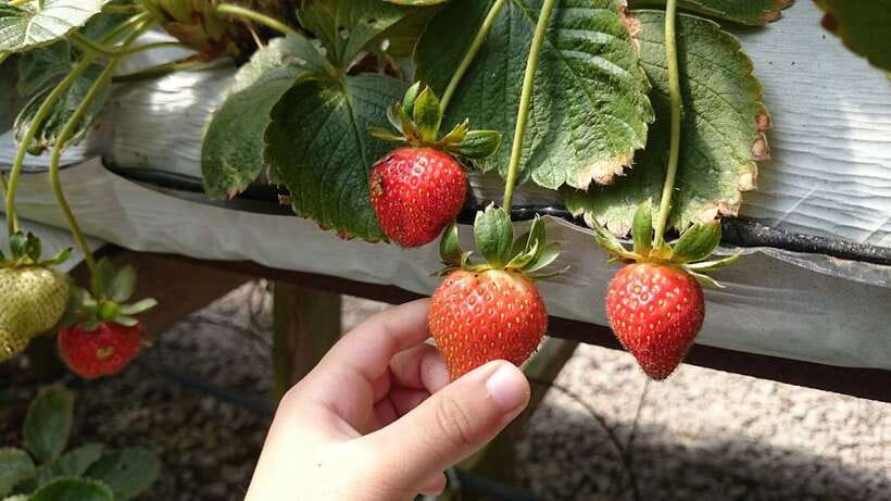From Kuala Lumpur: Cameron Highlands Full-Day Tour - Bharat Tea Farm: the strongest stop on the route