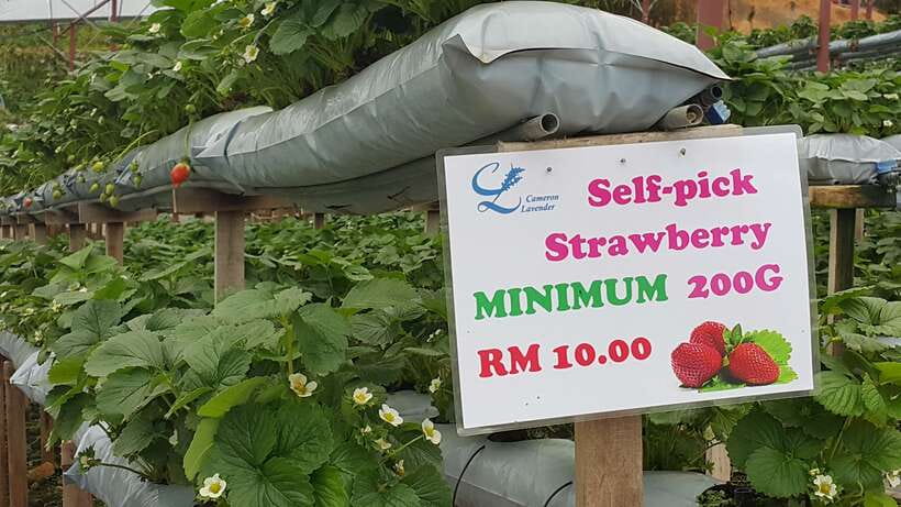 From Kuala Lumpur: Cameron Highlands Full-Day Tour - Raju’s Hill Strawberry Farm and the cost of picking