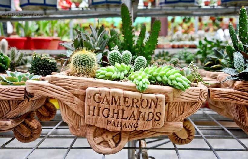 From Kuala Lumpur: Cameron Highlands Full-Day Tour - Butterfly Park and the smaller farm attractions