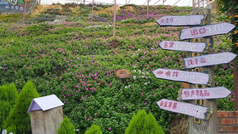 From Kuala Lumpur: Cameron Highlands Full-Day Tour - The 7:00 am departure and the long road north