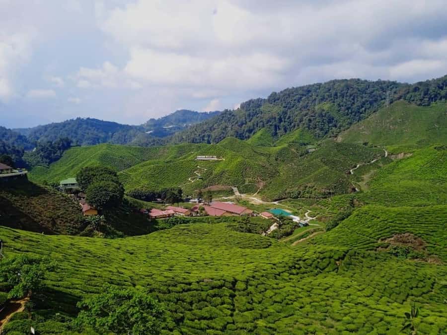From Kuala Lumpur: Cameron Highlands Private or Join In Tour - Cameron Valley is the day’s essential stop