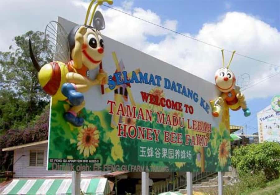 From Kuala Lumpur: Cameron Highlands Private or Join In Tour - Flora Park brings flowers and big views
