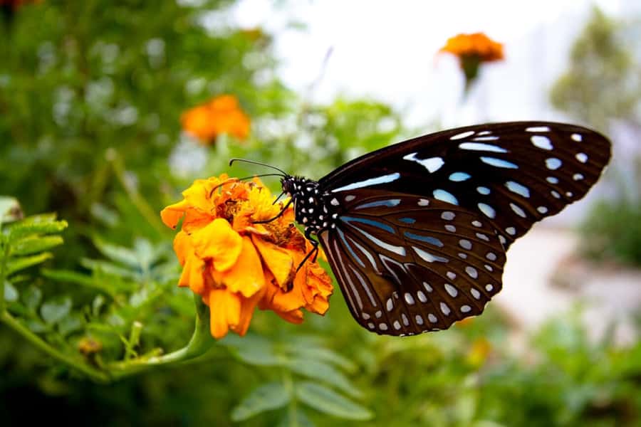 From Kuala Lumpur: Cameron Highlands Private or Join In Tour - How to make this long day work better