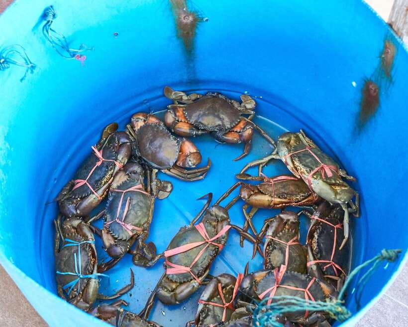 From Kuala Lumpur: Crab Island Tour with Seafood Lunch - What the $146 price really covers