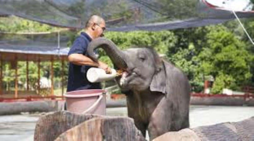 From Kuala Lumpur: Elephant Sanctuary Guided Tour - A guided conservation visit, not a zoo outing