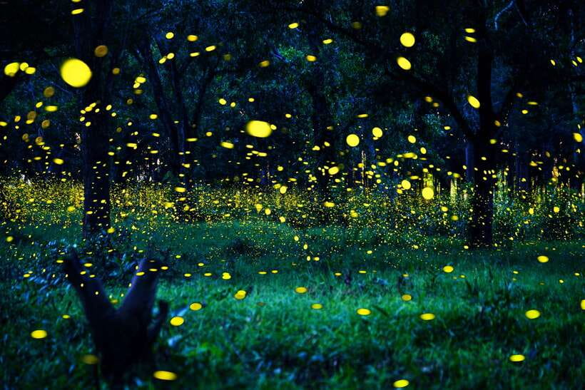 From Kuala Lumpur: Fireflies Tour and Seafood Dinner - Dinner near Bukit Melawati