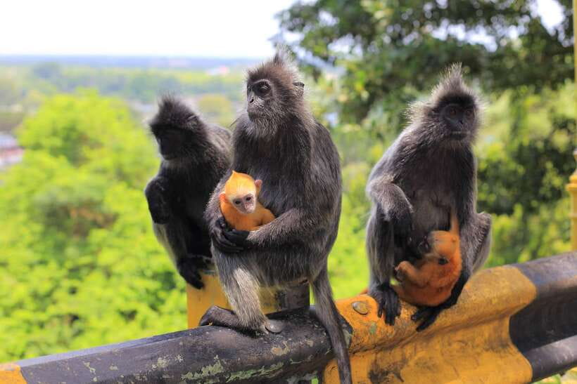 From Kuala Lumpur: Fireflies Tour and Seafood Dinner - Bukit Melawati and the old hilltop fort