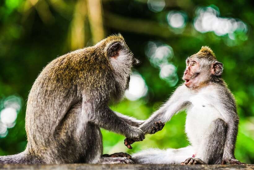 From Kuala Lumpur: Full-Day Taman Negara National Park - Key points before you book