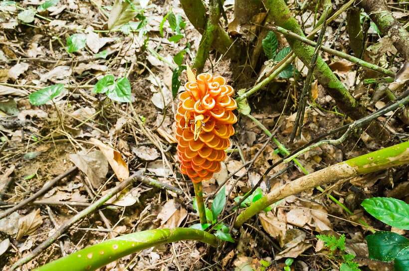 From Kuala Lumpur: Full-Day Taman Negara National Park - Walking beneath Taman Negara’s forest canopy