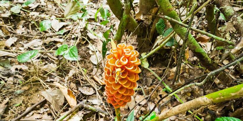 From Kuala Lumpur: Full-Day Taman Negara National Park - Rapid shooting and the river ride