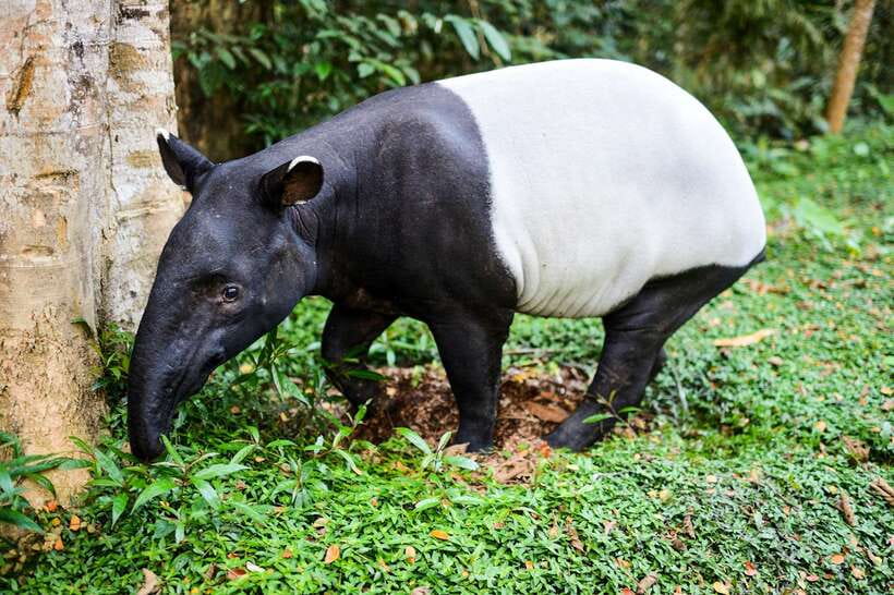 From Kuala Lumpur: Full-Day Taman Negara National Park - Who should take this day trip?