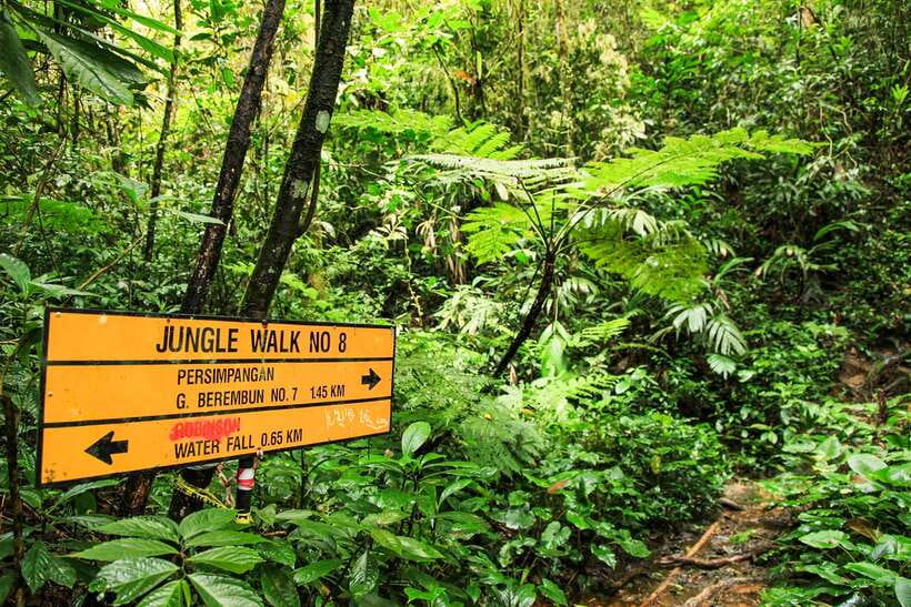 From Kuala Lumpur: Full-Day Taman Negara National Park - Should you book this Taman Negara trip?