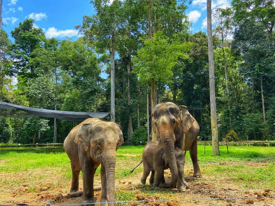 From Kuala Lumpur: Kuala Gandah Elephant Sanctuary Day Trip - Key points to know before booking