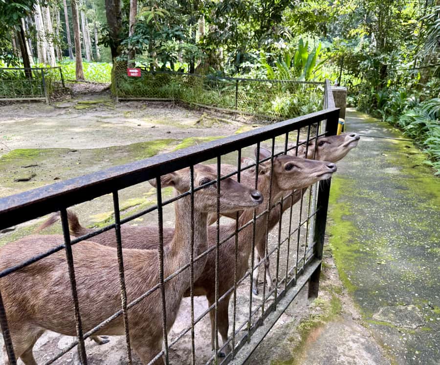 From Kuala Lumpur: Kuala Gandah Elephant Sanctuary Day Trip - The day begins with a practical Kuala Lumpur pickup